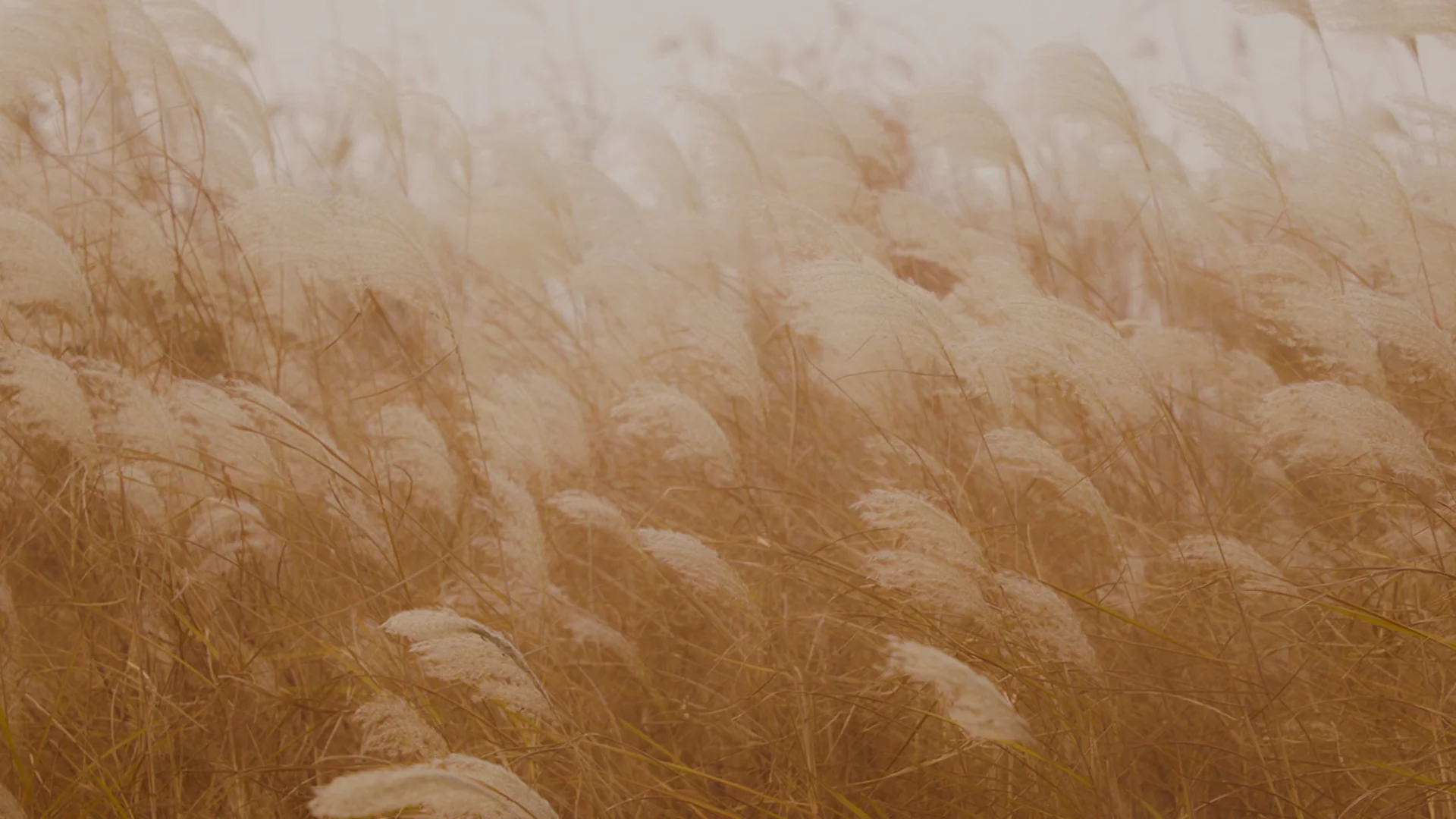 Liquidity & Currency management