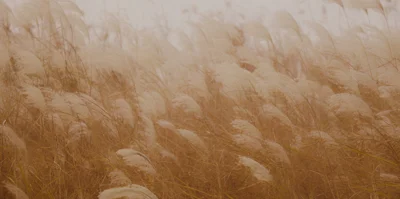 Liquidity & Currency management